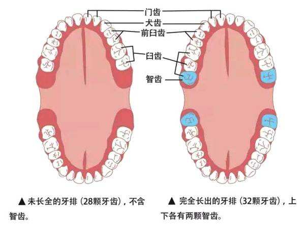 首页 牙周治疗 智齿 尽头牙是哪颗牙齿?每个人都会长吗?